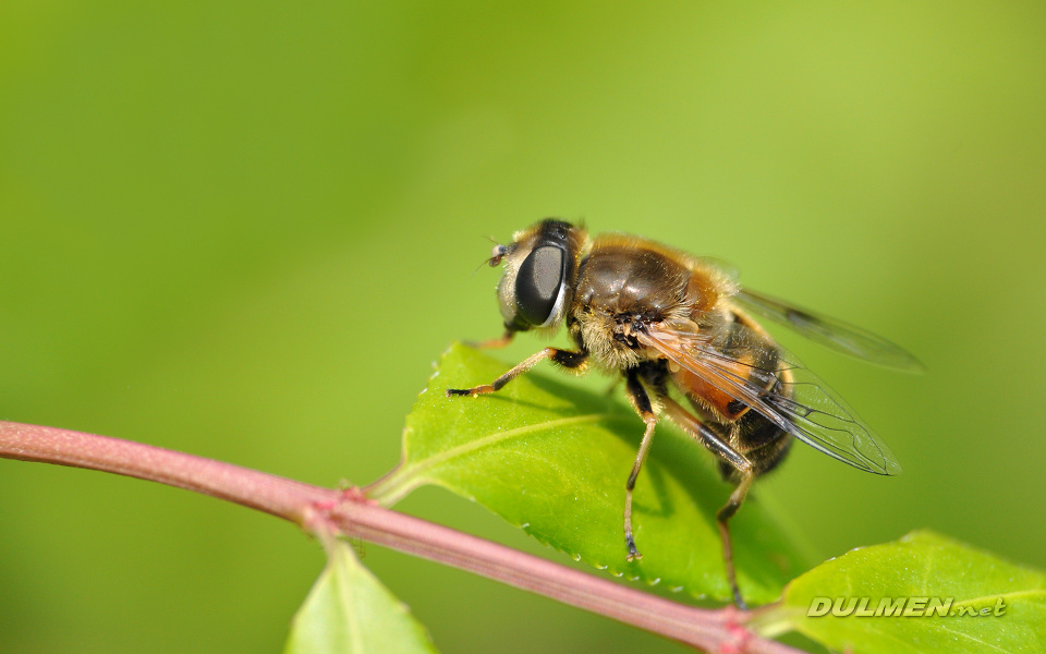 Dronefly (Female, Eristalix tenax )